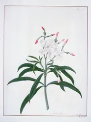 Études de fleurs, 18ème siècle